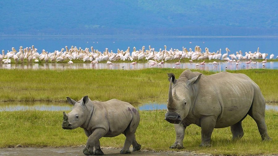 Lake Naivasha to Lake Nakuru National Park