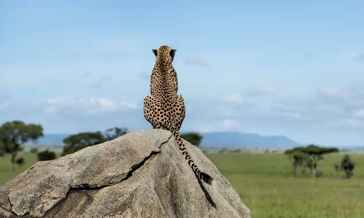 Full-Day Masai Mara Safari