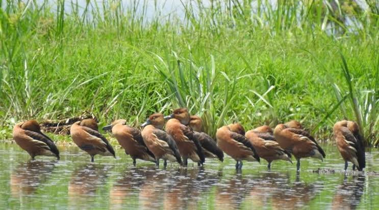 Full-Day Masai Mara - Marsh & Riverine Bird Habitats