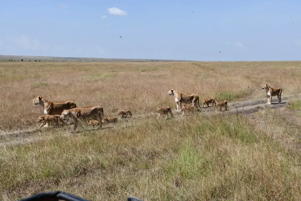 Masai Mara Wilderness Safari