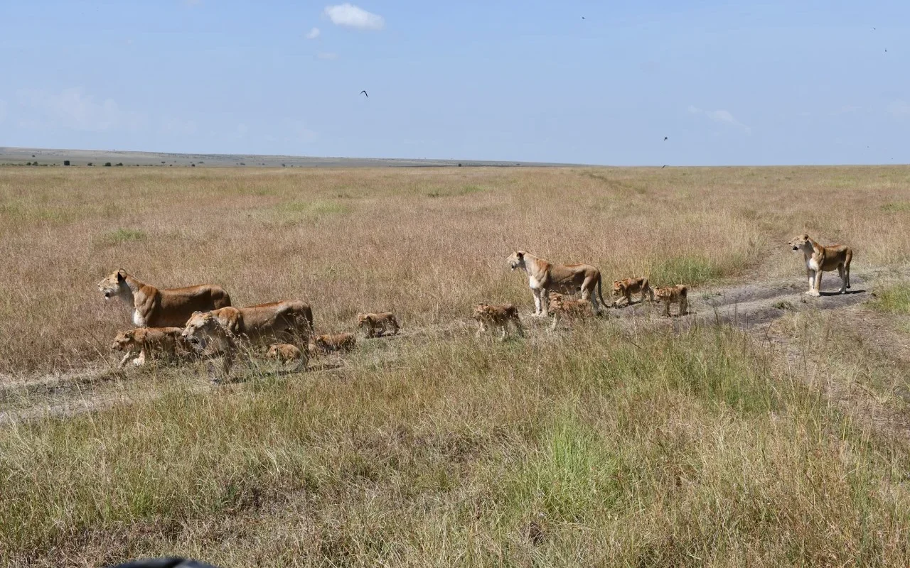 Masai Mara Wilderness Safari