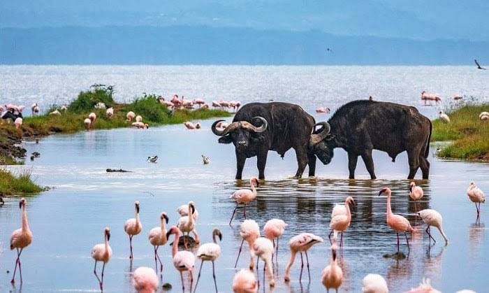 Lake Naivasha to Lake Nakuru National Park