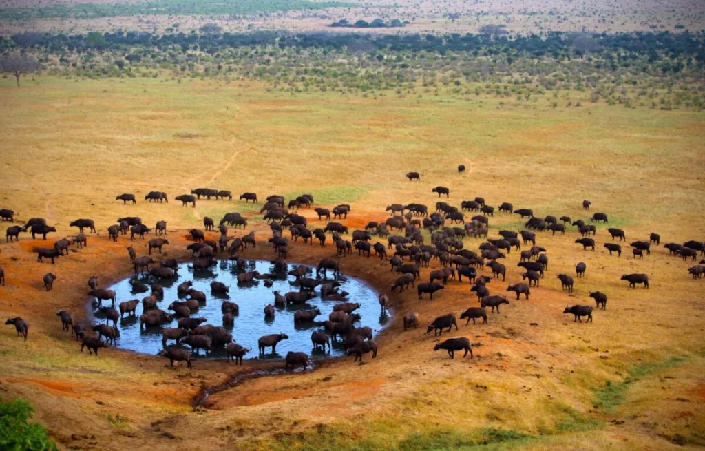 Nairobi to Tsavo West National Park