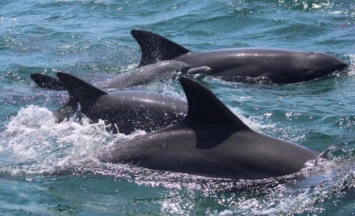 Watamu Coastal & Marine Adventure
