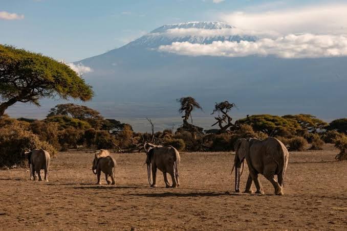 Full-Day Amboseli National Park Game Drive