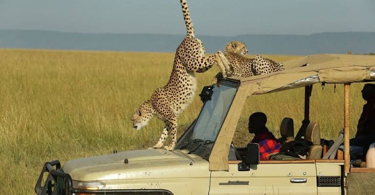 The image shows tourists on a game drive