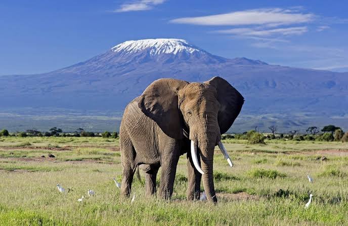 An elephant roaming freely in Amboseli