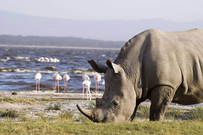 Drive to Lake Nakuru National Park