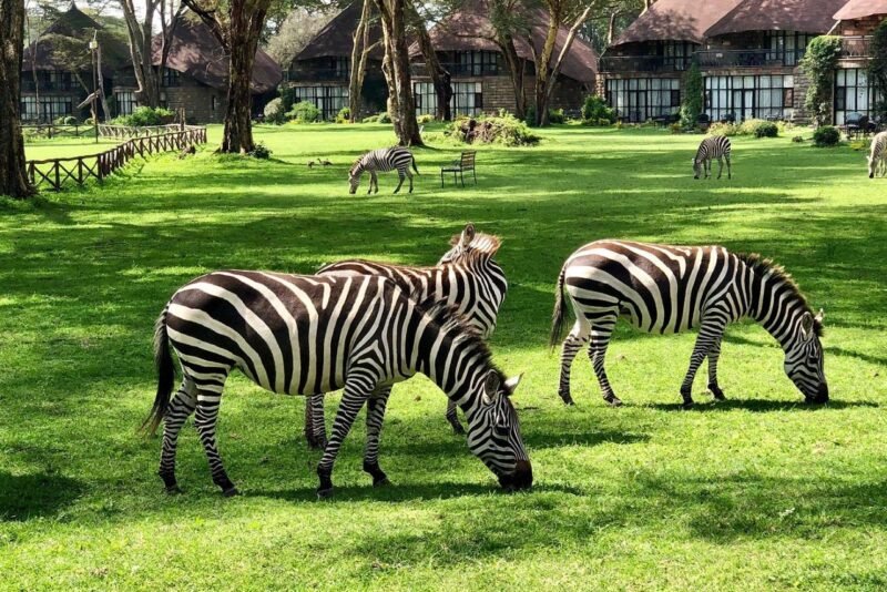 lake naivasha sopa resort
