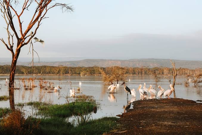 Lake Naivasha – Lake Nakuru National Park