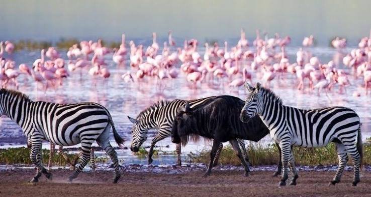 Amboseli National Park to Lake Naivasha