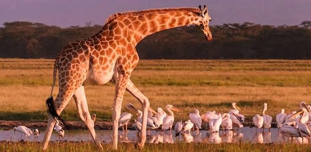 Lake Nakuru National Park – Masai Mara National Reserve