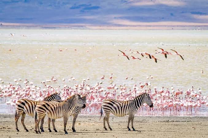 Full - Day Lake Nakuru Birding & Wildlife Safari