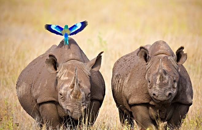 Lake Nakuru to Ol Pejeta Conservancy