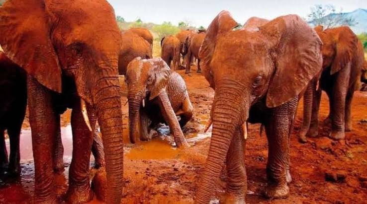 Tsavo East – Mombasa / Diani Beach / Nairobi