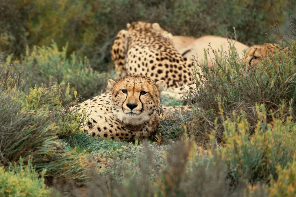 Explore Masai Mara National Reserve
