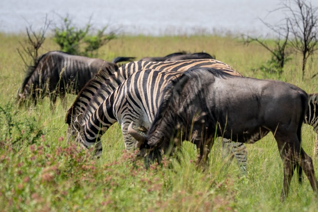 Masai Mara National Reserve