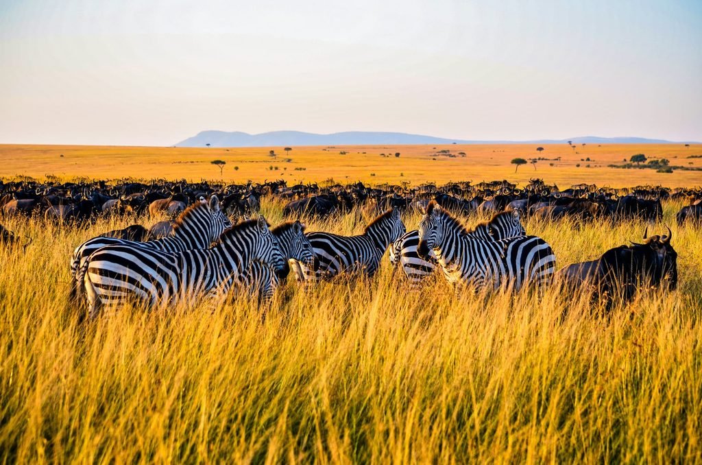 Kenya safari Tours