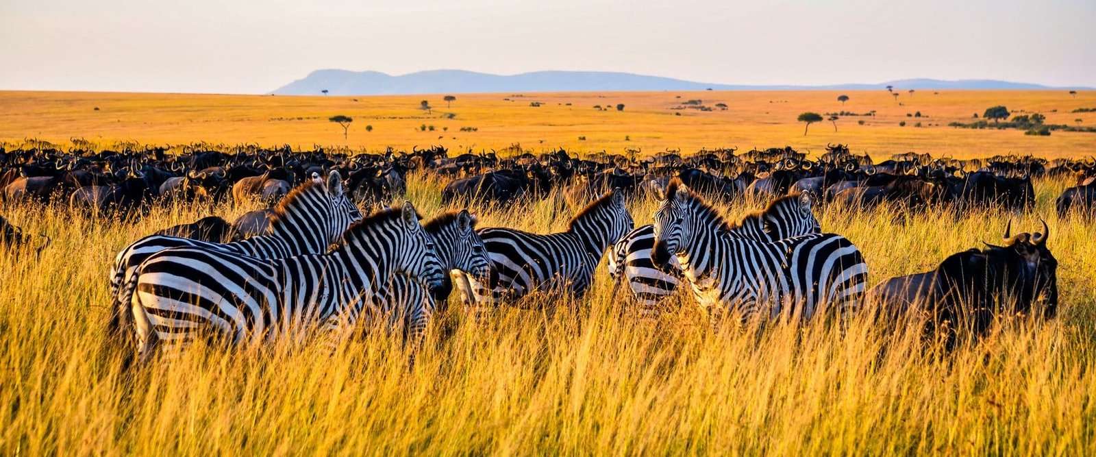 Kenya safari Tours