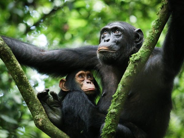 11-Day-SerengetiMasai-maraChimpanzee-Gorillas3-1