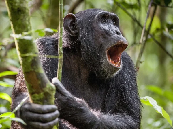 Communication-chimps-form-wild-gestures-expressions-array