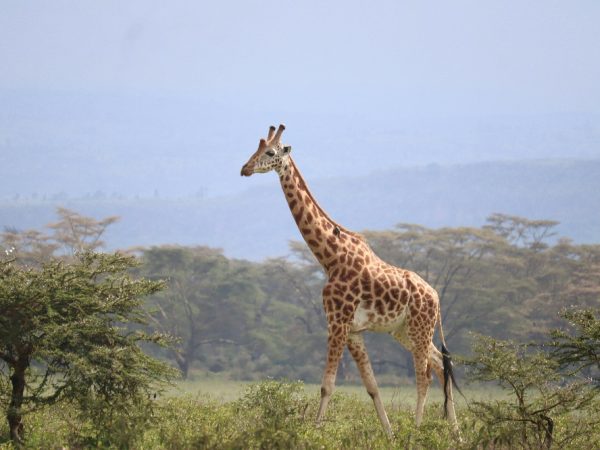 MASAAI m