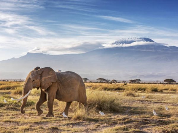 Adult elephant, Loxodonta Africana, walks through the grasslands of Ambosei National Park, Kenya, with a flock of cattle egrets. A snow covered Mount Kilimanjaro can be seen in the background.
