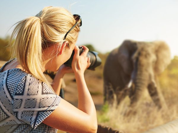 Cropped shot of a female tourist taking photographs of elephants while on safari.