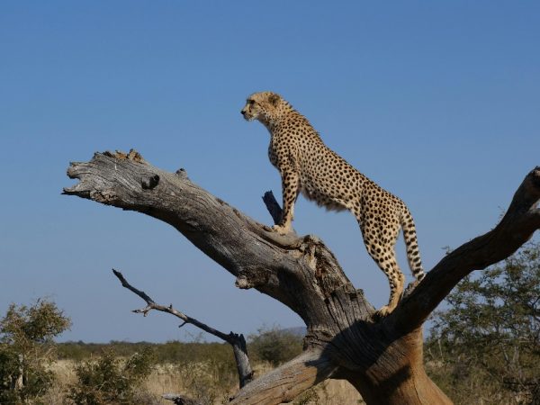 cheetah