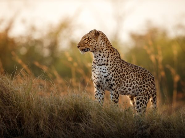 cheetah luxury safari