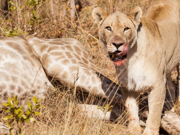 A closeup of a lioness licking her face after hunting her prey