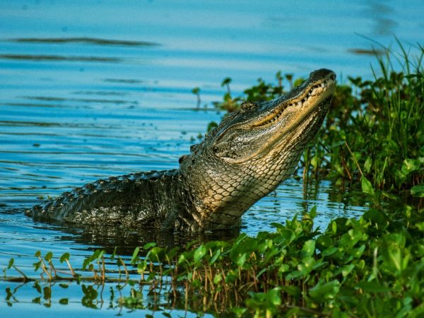 crocodile