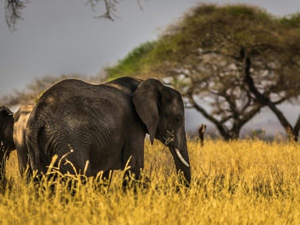 elephant 2