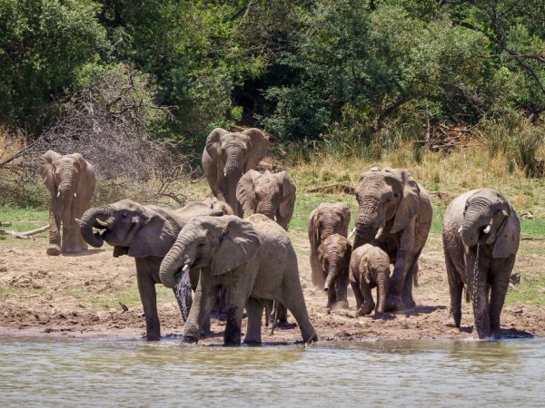 elephant hed free pic