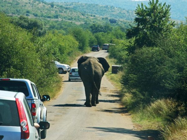 elephant