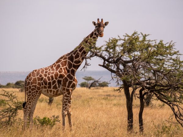 giraffe luxury