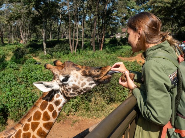 A giraffe at the zoo reaches out with its tongue towards a green leaf. girl feeds a giraffe at the zoo.