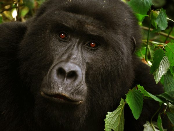 uGANDA GORILLA TREKKING