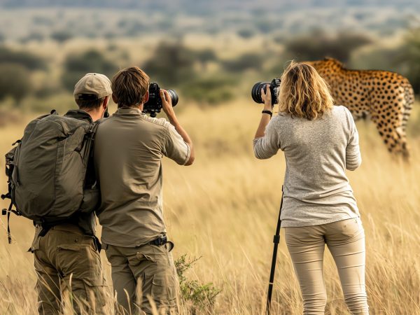 A group of people photographing a cheetah in the wild.