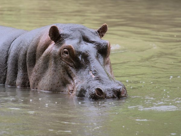 hippo
