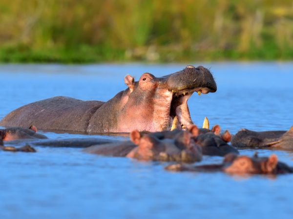 hippo