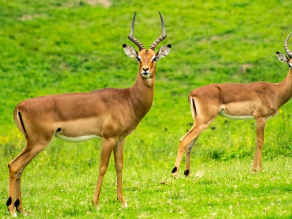 impalas