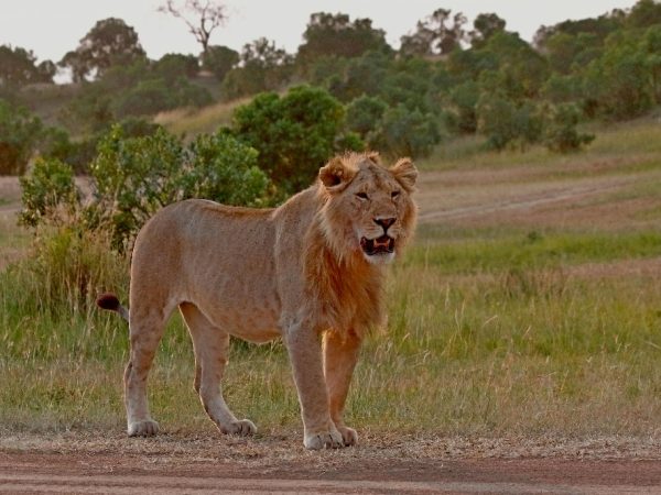 kenya luxury a