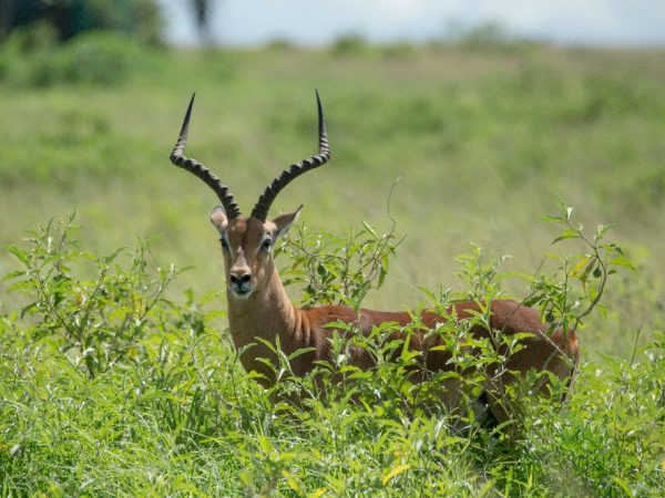 kenya luxury ani