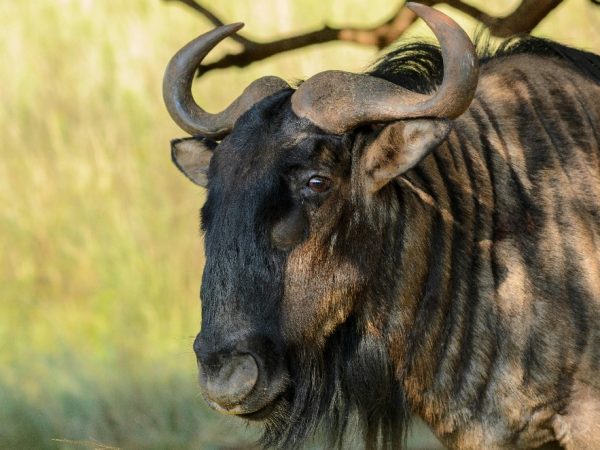 kenya luxury anima