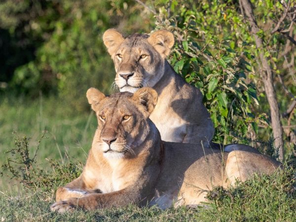kenya luxury animal