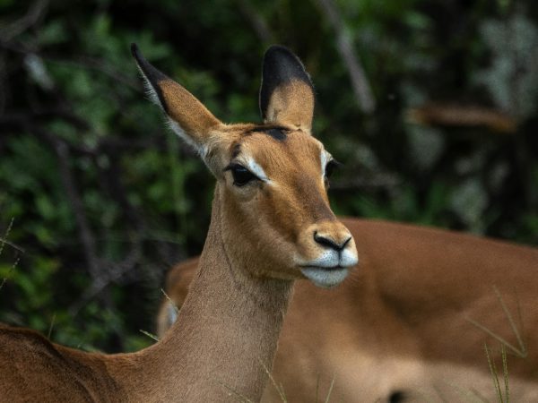 kenya luxury animals