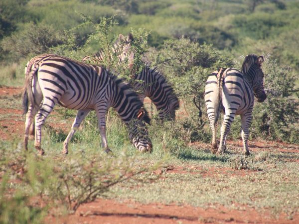 kenya wild anim
