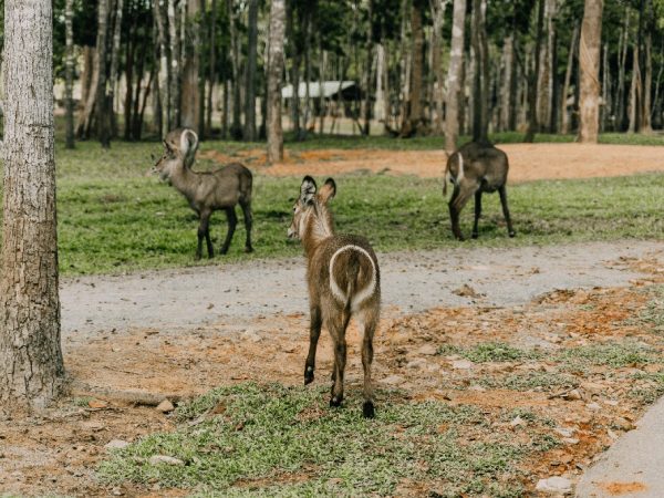 kenya wild anima