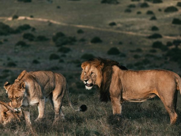 kenya wild animal